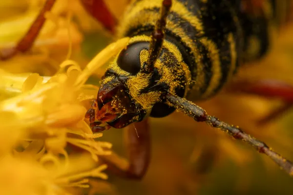 Locust Borer Covered In Pollen thumbnail