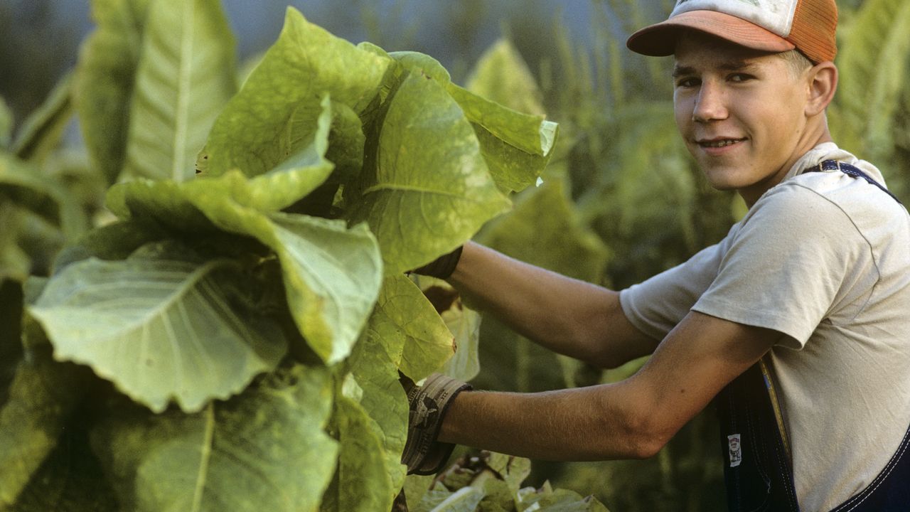 tobacco poisoning from cutting tobacco Drying Tobacco Poisoning: Identifying It and