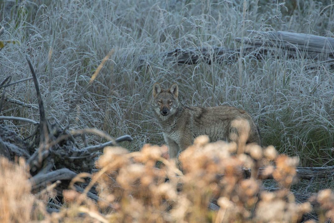 Rare Wolf or Common Coyote? It Shouldn't Matter, But It Does
