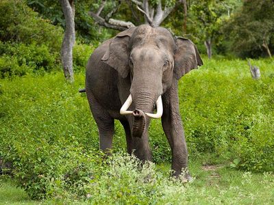 Asian elephants have less than a 33 percent chance of lasting beyond the 21st century