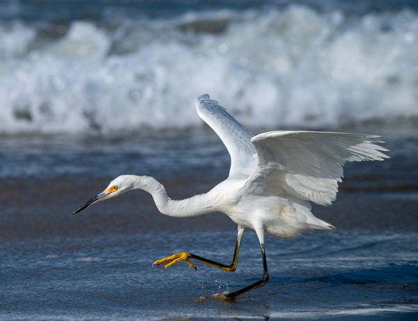 Snowy egret dancing ahead of the crashing waves thumbnail