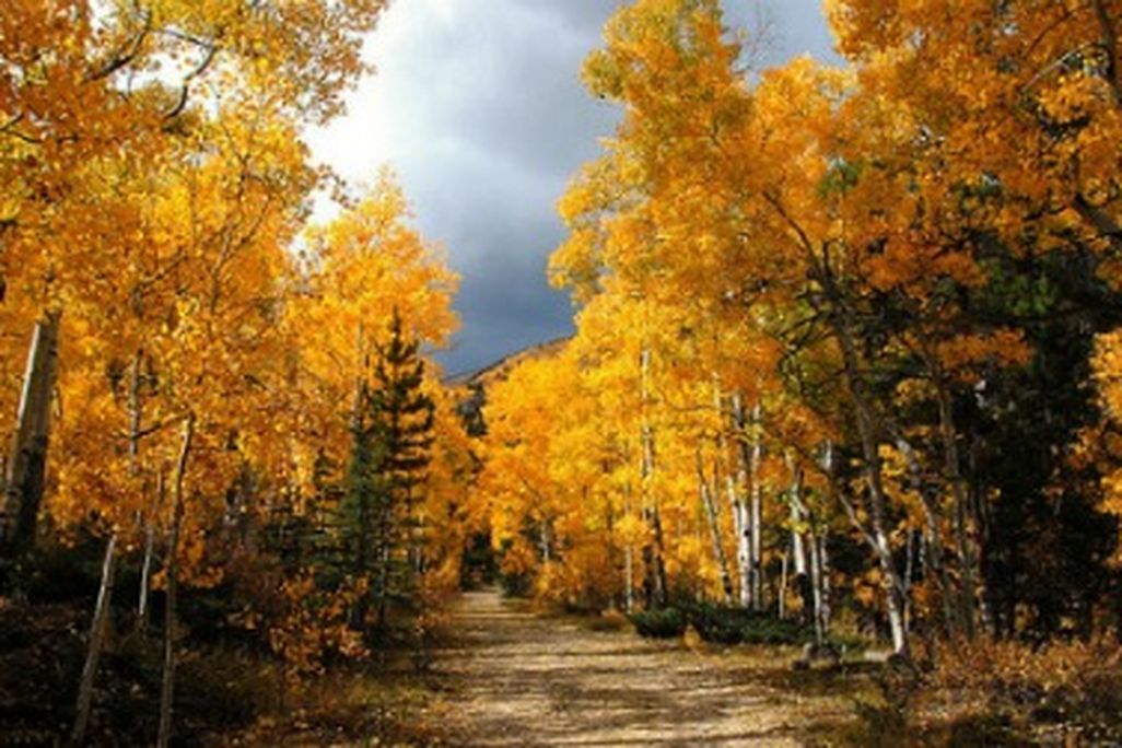 Aspen trees in Colorado