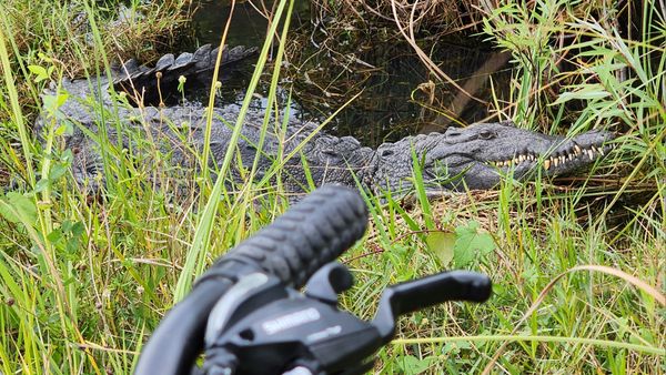 Alligator on bicycle ride in the Everglades National Park thumbnail
