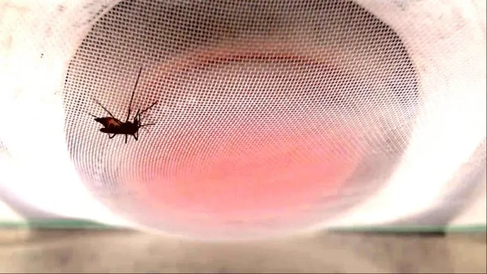a mosquito on a bag of blood