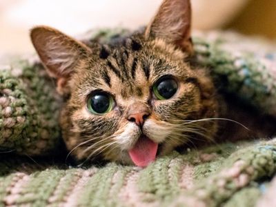 Kitten-sized Lil Bub has extra toes on each paw, no teeth and an undersized jaw that makes her tongue perpetually stick out