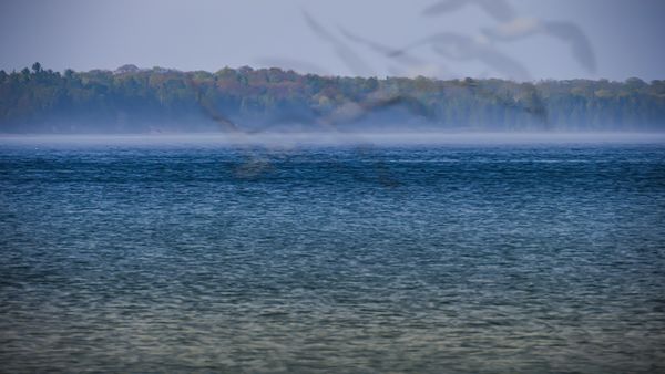 Ghosts of Flight - Olympus OM-D-E-M1-Mkll / Zuiko 12-200 F3.5-6.3 zoom lens / Velbon tripod thumbnail