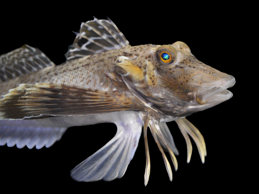 Fish with feathery fins and little legs against a black backdrop