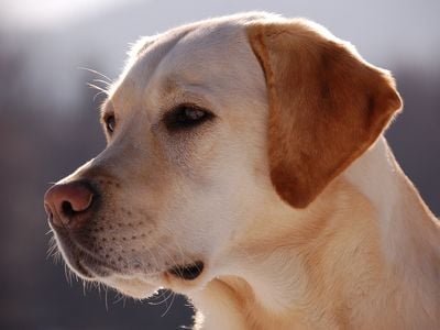 The study involved 104 Labrador retrievers between four weeks and 16 years old.