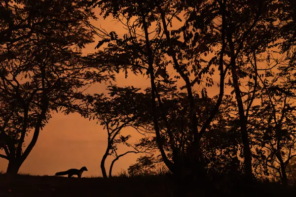 A Rare Moment thumbnail