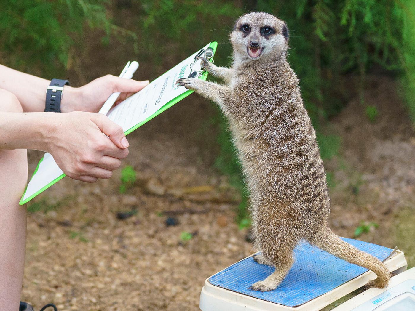 Meerkat
