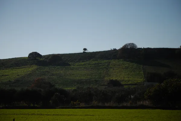 Layers of Green thumbnail