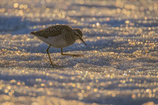 Sandpiper on a Spring Lake thumbnail