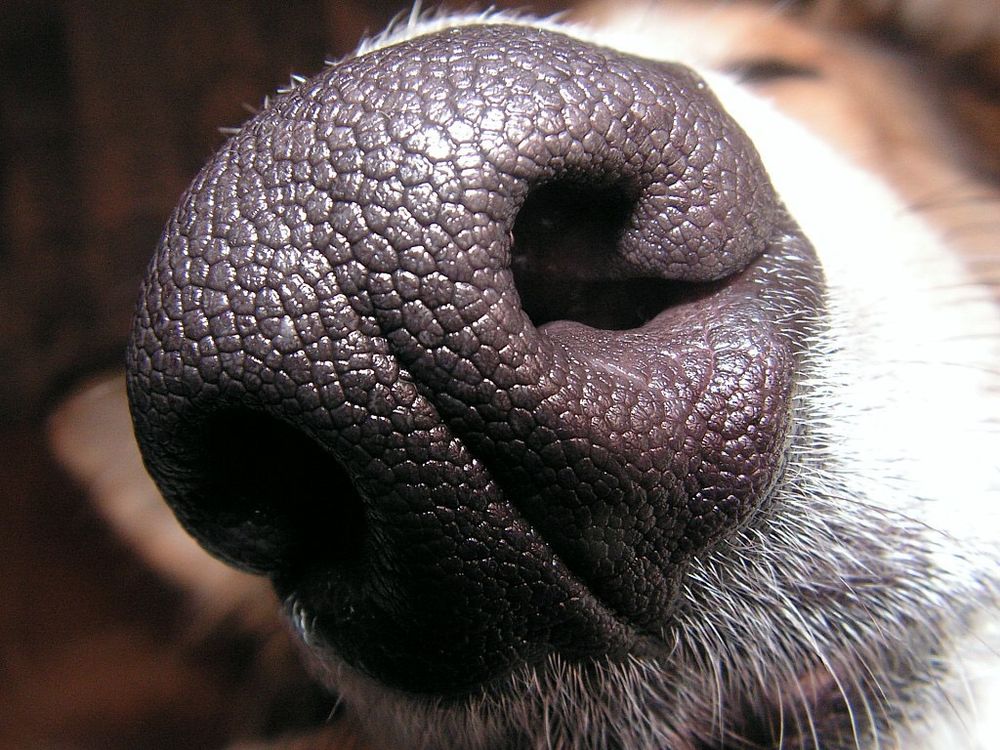 what information do dogs get from sniffing