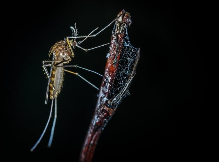The tiny mosquito can be a big summer nuisance.