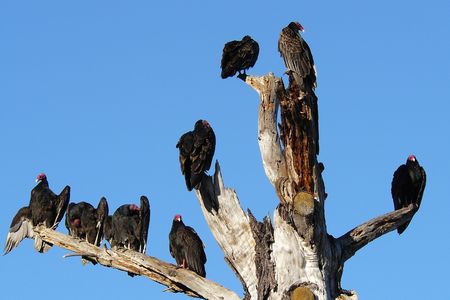 While digging through decaying carcasses, vultures expose themselves to dangerous pathogens. Gary Graves studies the unique microorganisms in the guts of these birds that help them resist infections. (Joyce Cory)