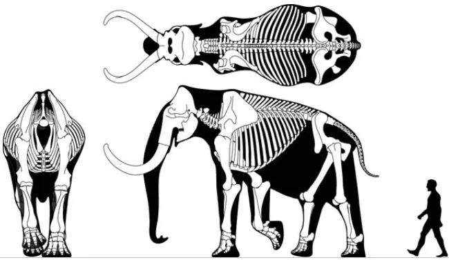 Ossa di mammut della steppa