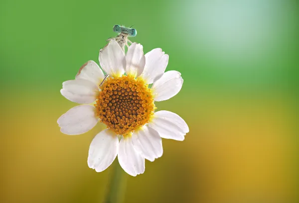 Silent Gaze thumbnail