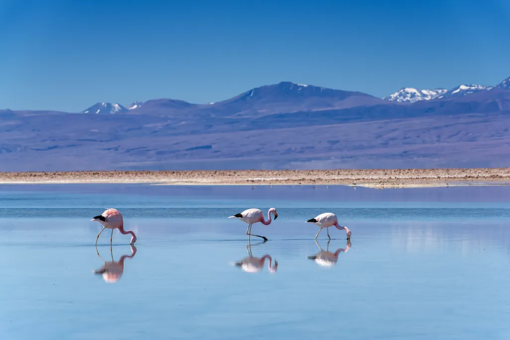 Three flamingos in water with mountains in the background