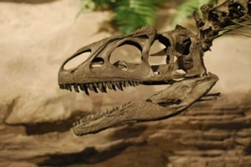20110520083156allosaurus-museum-ancient-life-300x201.jpg