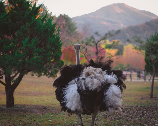 An Ostrich on Nami Island in South Korea thumbnail