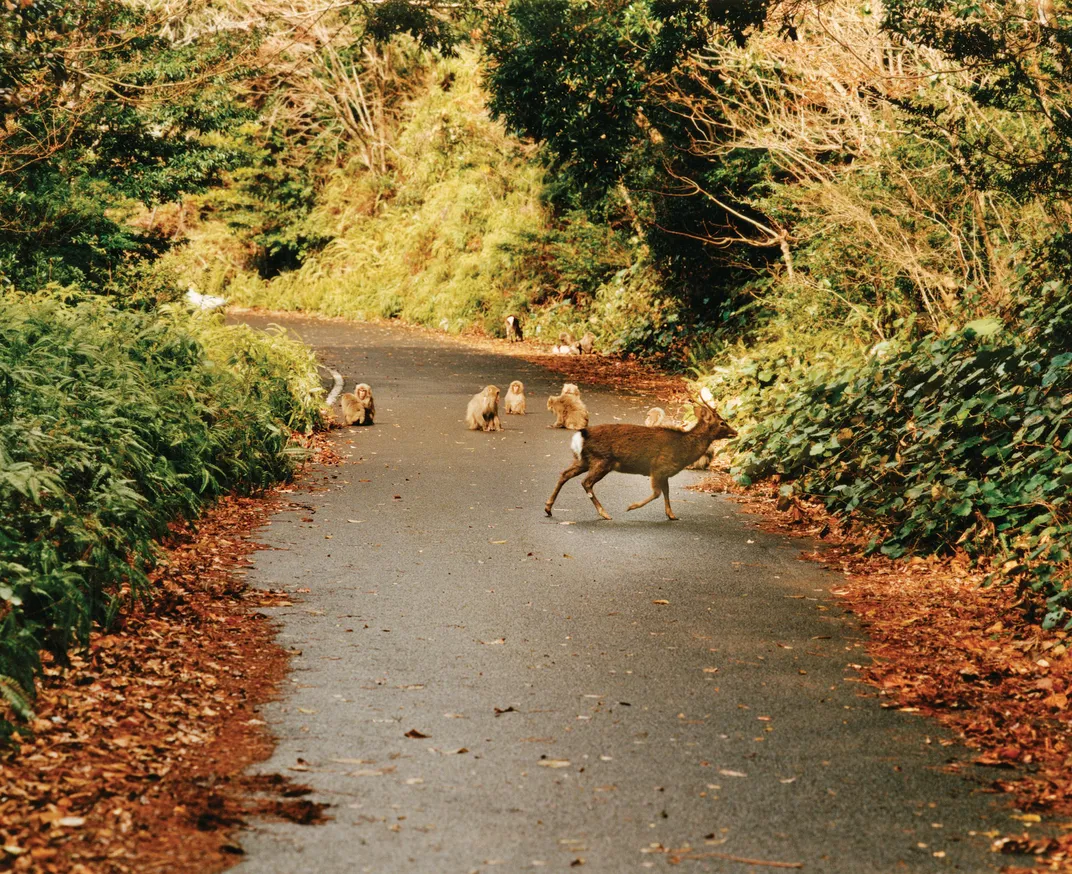 Deer and macaques