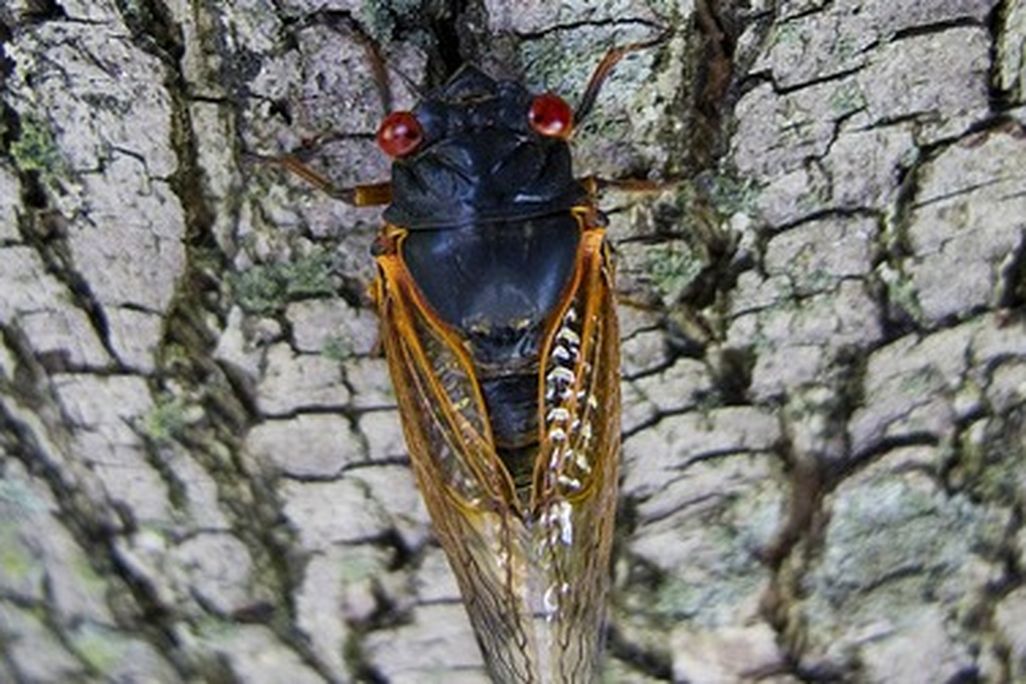 cicada