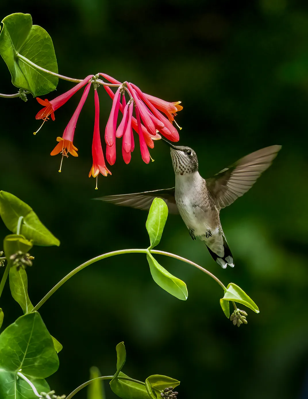 11 - A ruby-throated hummingbird flaps its wings as it seeks nectar from coral honeysuckle.