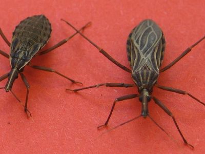 An adult Rhodnius prolixus (kissing bug) on the right and large nymph on the left