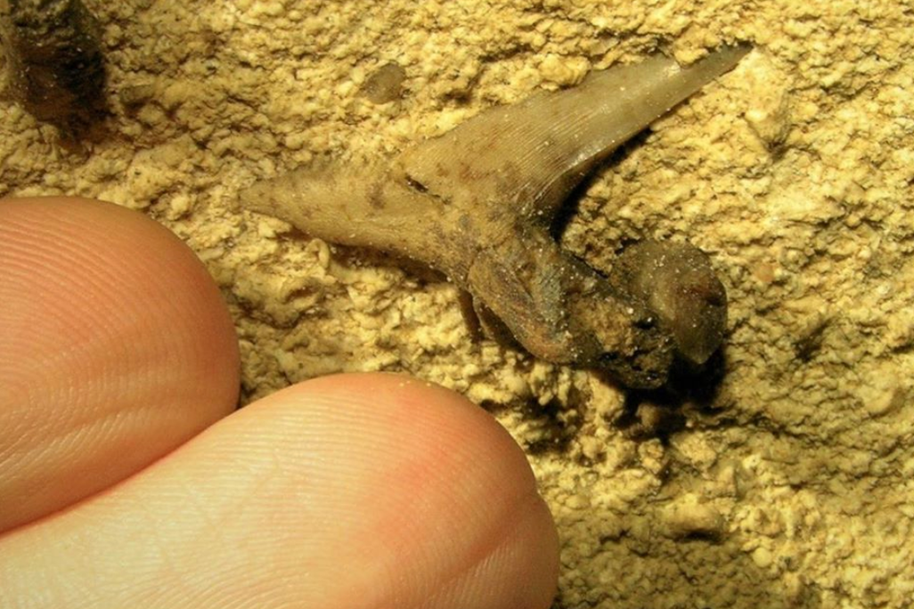 Shark tooth in Mammoth Cave 