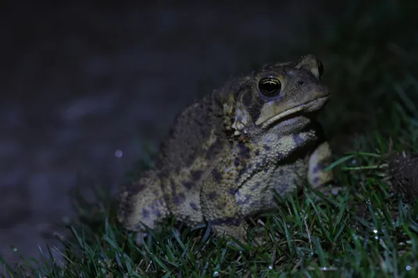 Nighttime Friend thumbnail