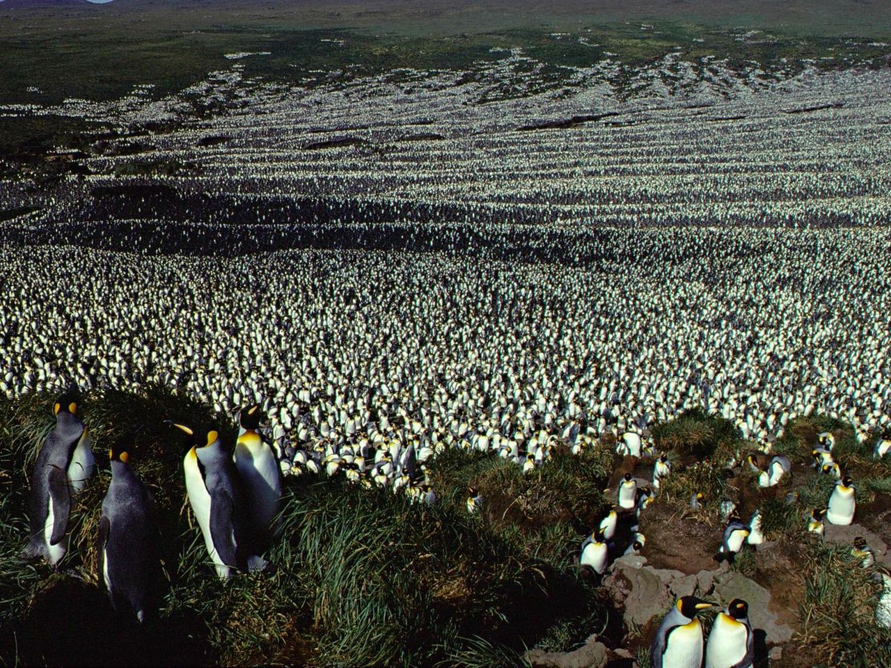 World's Largest King Penguin Colony Suffers an 85 Percent Crash, image size:1280x960