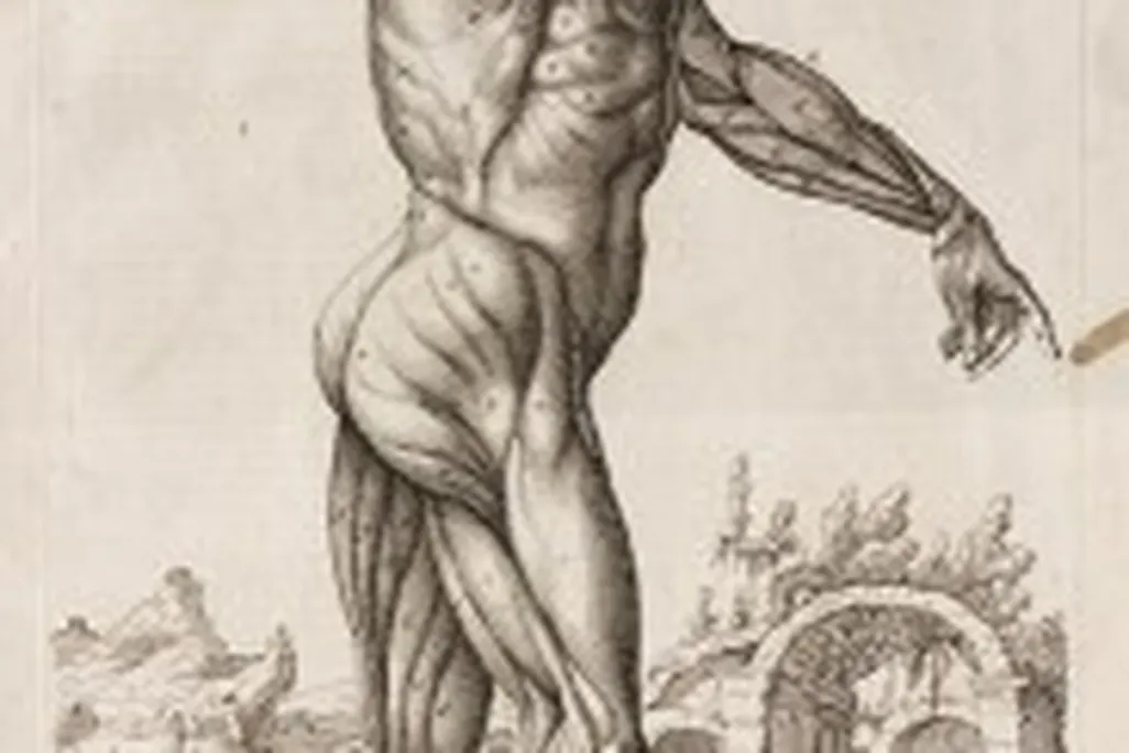 20110520102413anatomy_fs-183x300.jpg