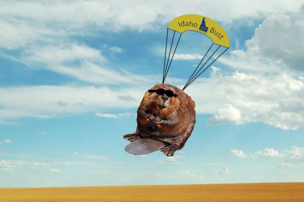 Parachuting beaver.jpg