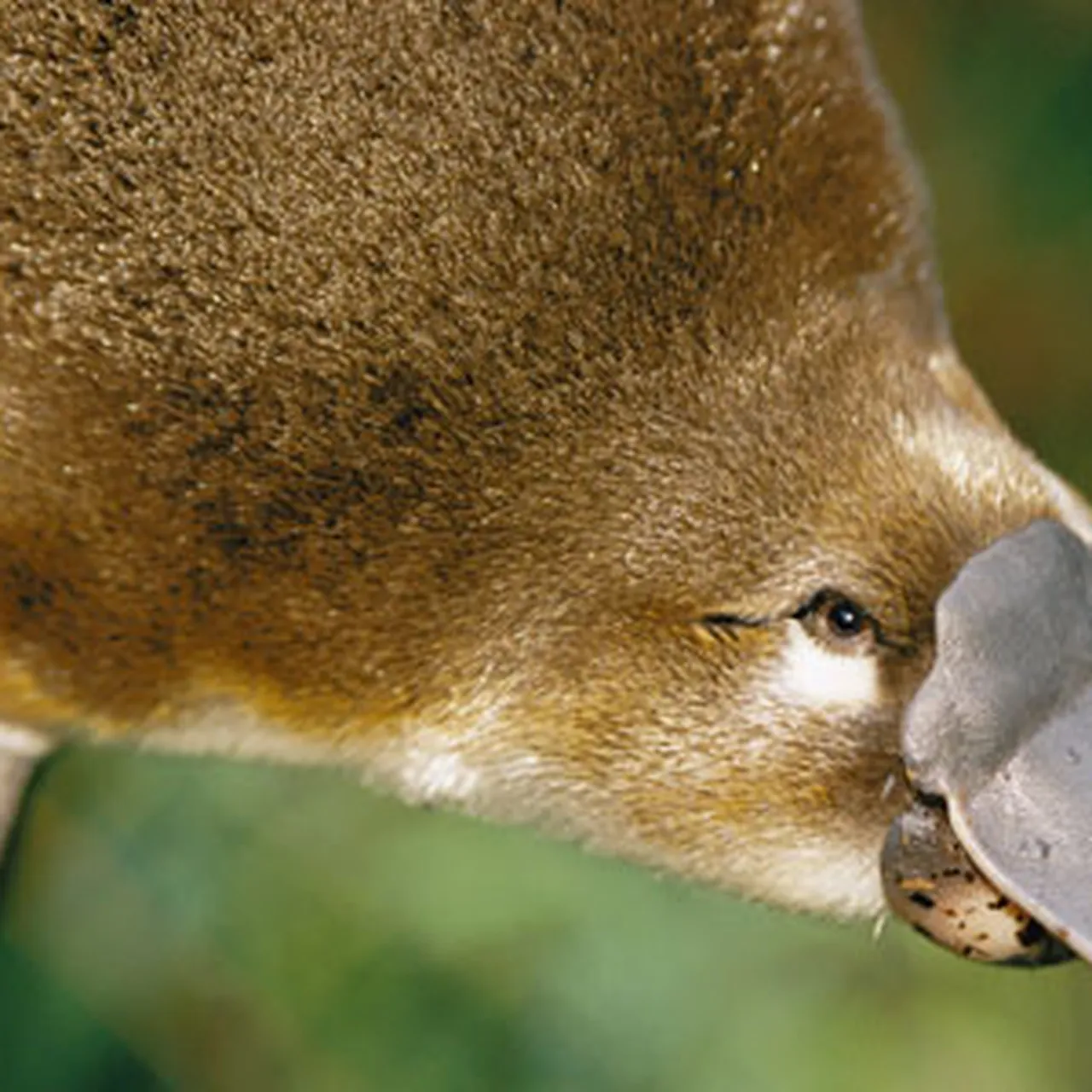 On the Evolutionary Gold Mine Down Under, image size:1280x1280