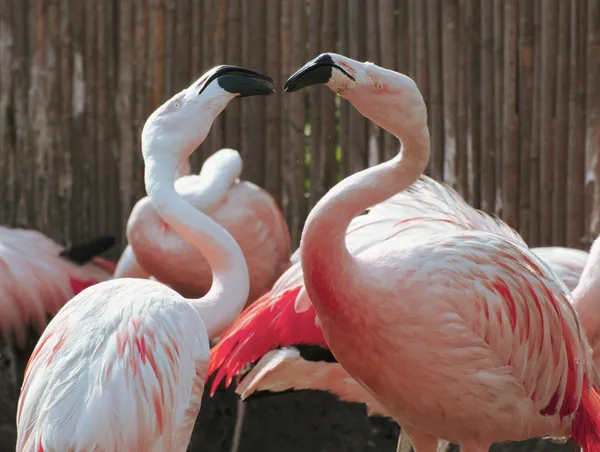 Say It To My Face thumbnail