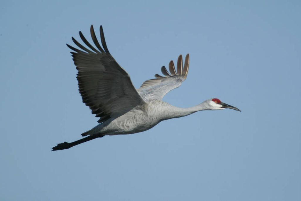Large grey bird with a red forehead soaring through the air