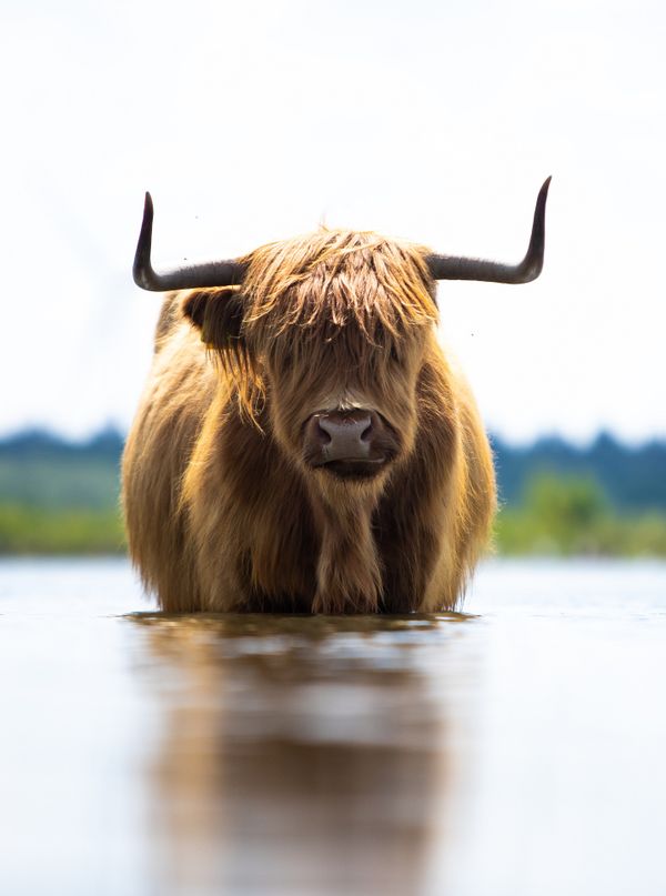 Highlander cow cooling off thumbnail