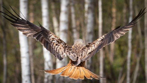 A Red Kite spreading its wings thumbnail