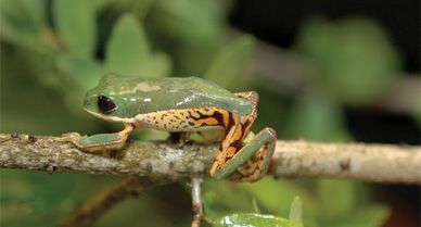 South American monkey frog