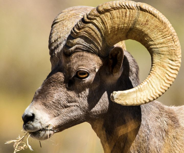 Big Horn Ram enjoying a snack | Smithsonian Photo Contest | Smithsonian ...