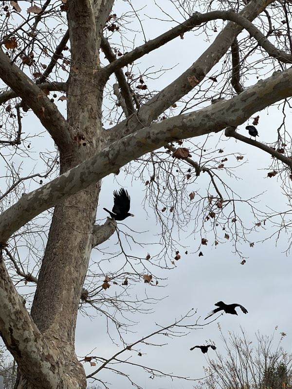 Winter Ravens of Santa Monica thumbnail