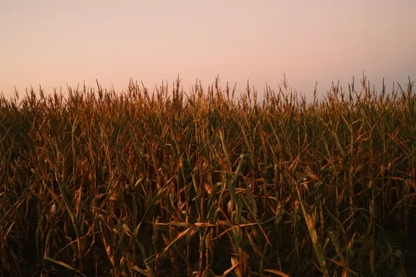 The Last Harvest thumbnail