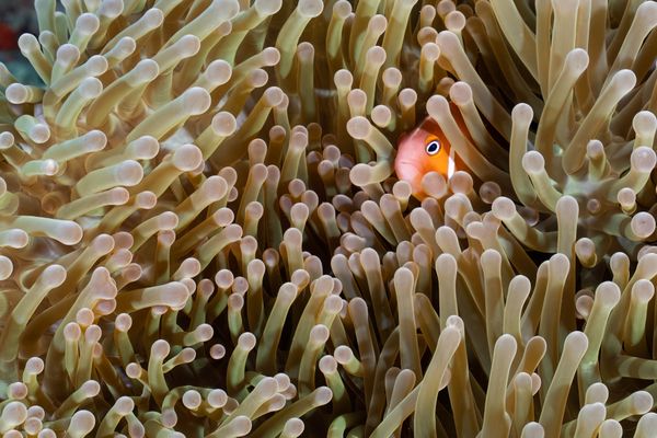 Clown fish hiding in anemone thumbnail