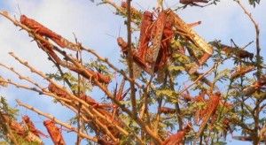 Locusts covering a bush