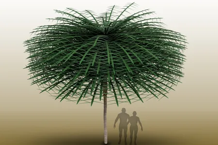 The newly discovered tree would have supported a wide crown of leaves over a narrow trunk, scientists say.