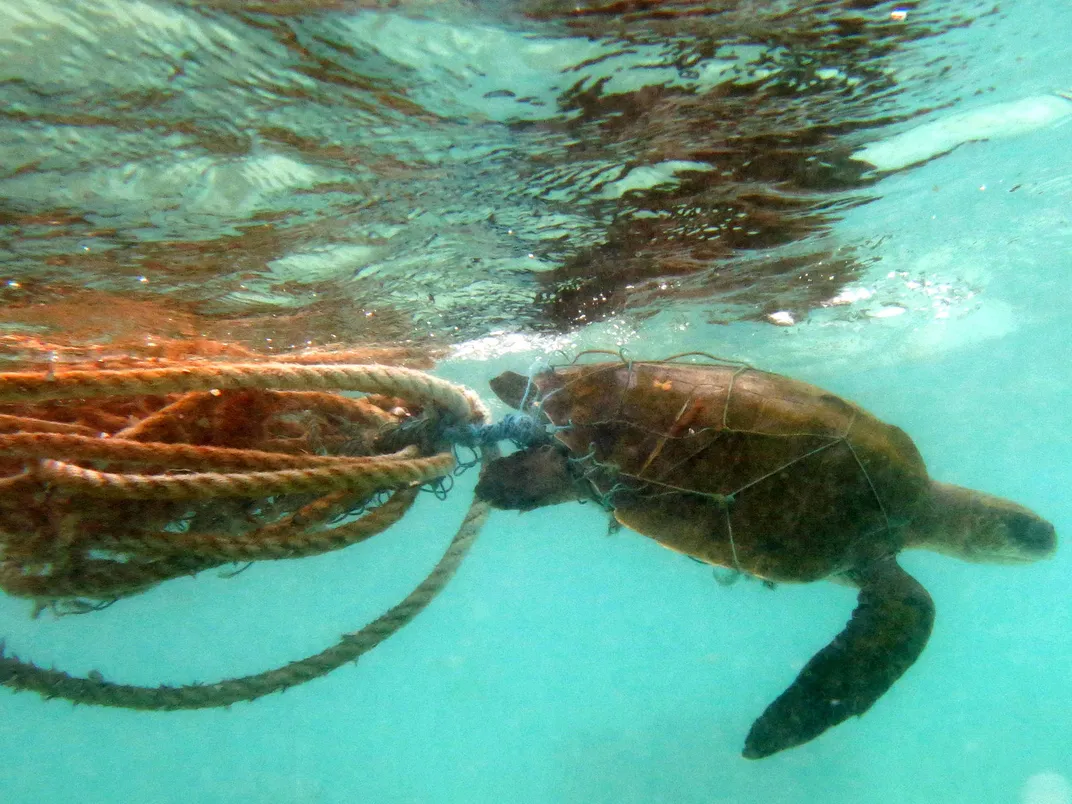 A turtle caught in a net