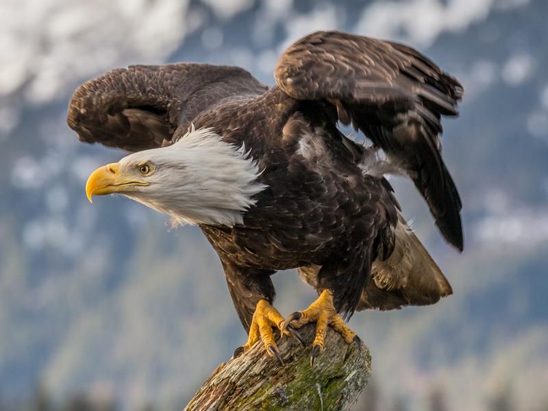 Bald_Eagle_(Haliaeetus_leucocephalus)_in_Kachemak_Bay,_Alaska.jpg