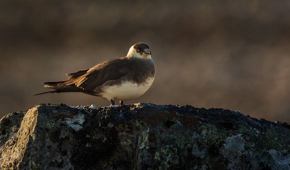 Discover why and how seabirds, like the parasitic jaeger, migrate in a virtual program on June 8. (Per Harald Olsen/NTNU, CC BY 2.0) 