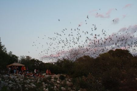 Mexican free-tailed bats leaving Bracken Cave in Texas