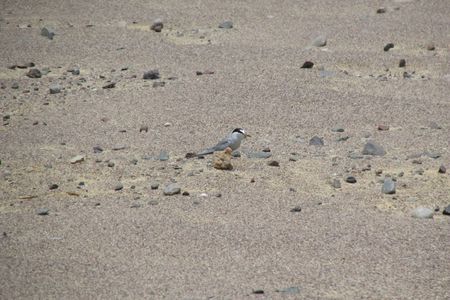 The Peruvian tern's desert camouflage makes it almost impossible to track, but that’s exactly what our research team set out to do. It would take us four months to survey more than 1,851 acres for the bird, battling sandstorms, stifling heat and impossible landscapes inside Paracas National Reserve — terrain that the tern has mastered.